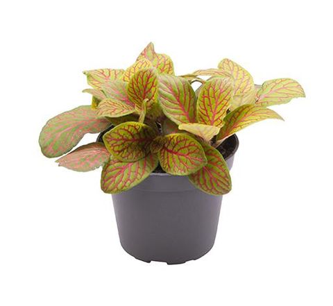 Fittonia MOSAIC SKELETON