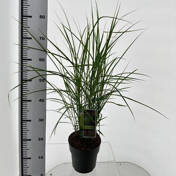 Miscanthus sinensis 'Ferner Osten'