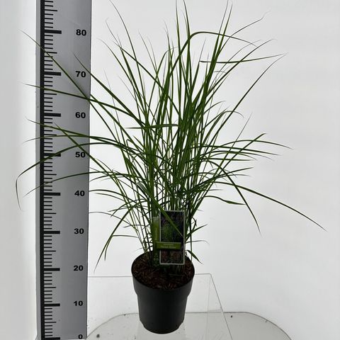 Miscanthus sinensis 'Ferner Osten'