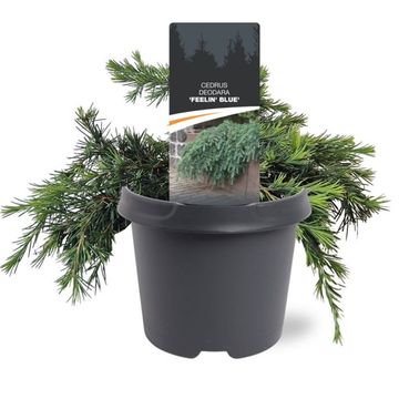 Cedrus deodara 'Feelin' Blue'