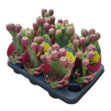 Opuntia humifusa