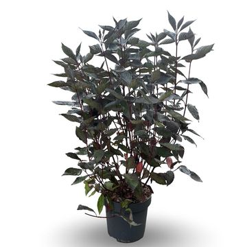 Cornus alba NIGHTFALL