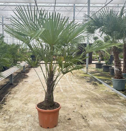 Trachycarpus fortunei