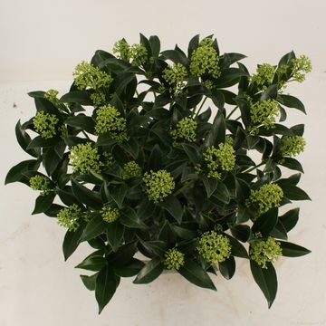 Skimmia japonica 'Marlot'