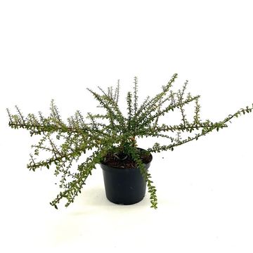 Cotoneaster conspicuus 'Decorus'