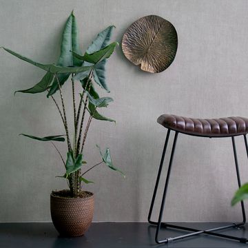 Alocasia zebrina 'Tigrina Superba'