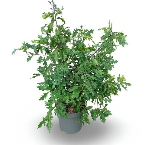 Quercus palustris