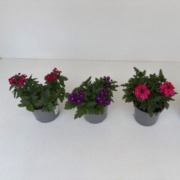 Verbena MIX