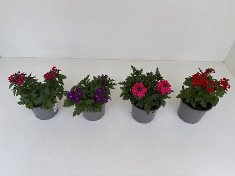 Verbena MIX