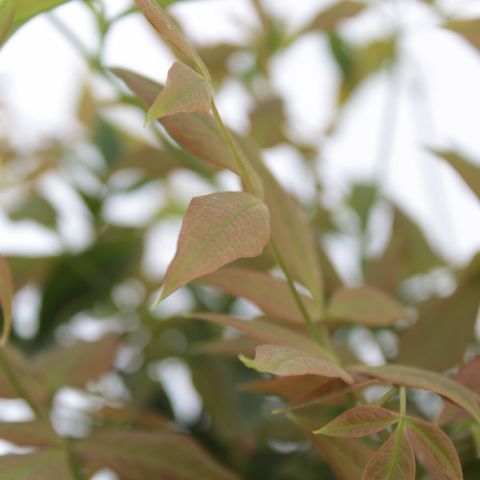 Nandina domestica 'Gulf Stream'