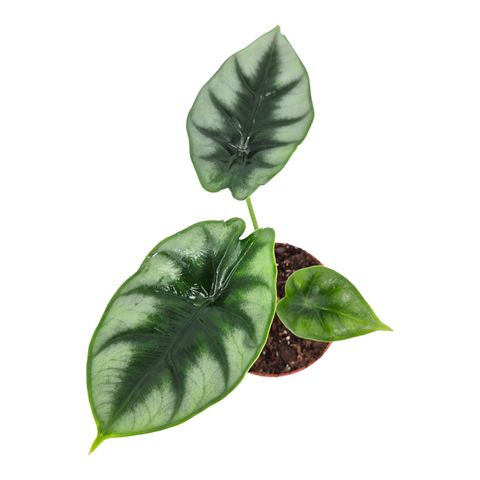 Alocasia reversa