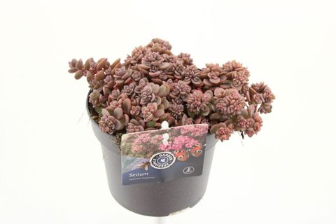 Sedum cauticola 'Lidakense'