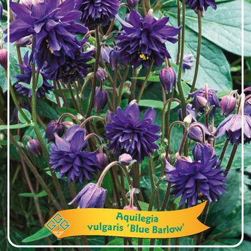 Aquilegia vulgaris 'Blue Barlow'