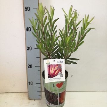 Leucadendron 'Safari Night'