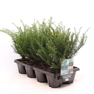 Taxus baccata