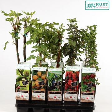 Plantes fruitières MIX