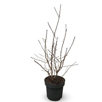 Prunus nipponica 'Brillant'