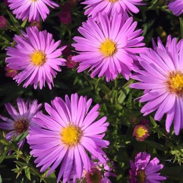 Aster 'Herbstgruss vom Bresserhof'