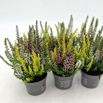 Calluna vulgaris BEAUTY LADIES MIX IN POT