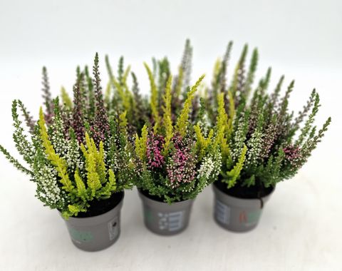 Calluna vulgaris BEAUTY LADIES MIX IN POT