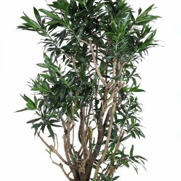 Dracaena reflexa
