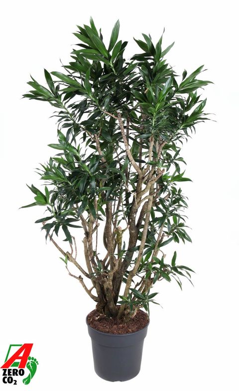 Dracaena reflexa