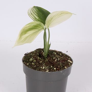 Scindapsus 'White Monster'