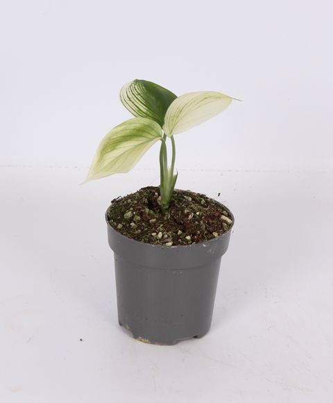Scindapsus 'White Monster'
