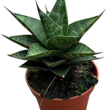 Sansevieria 'Prabu'