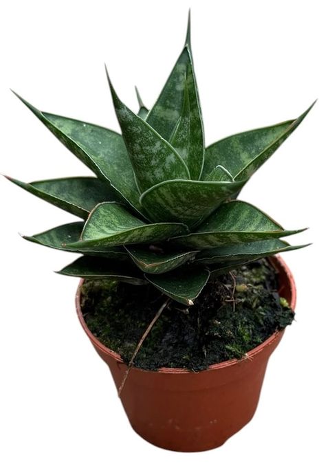 Sansevieria 'Prabu'