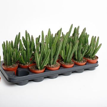 Stapelia leendertziae