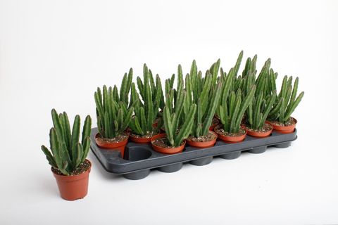 Stapelia leendertziae