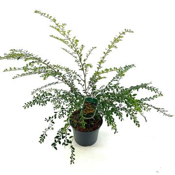 Azara microphylla