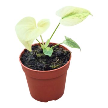 Philodendron 'Angela Mint'