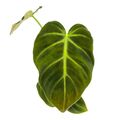 Philodendron luxurians