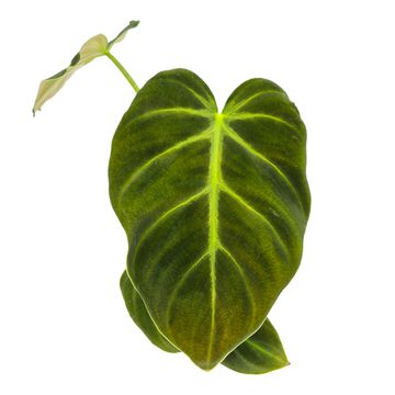 Philodendron luxurians