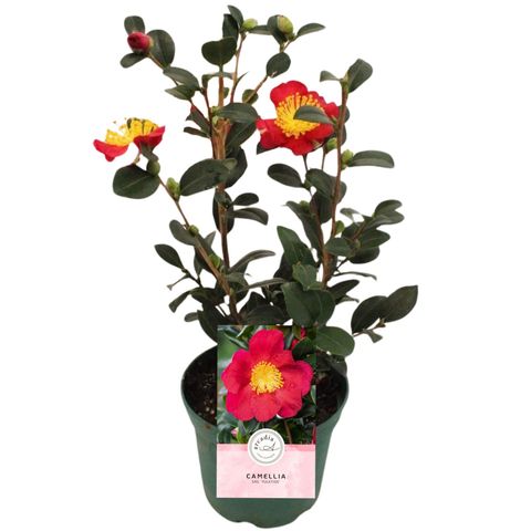 Camellia sasanqua 'Yuletide'