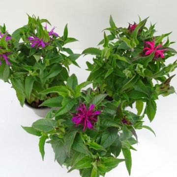 Monarda BALMY MIX