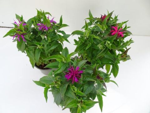 Monarda BALMY MIX
