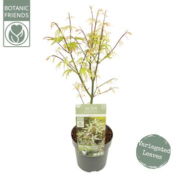 Acer palmatum 'Ukigumo'