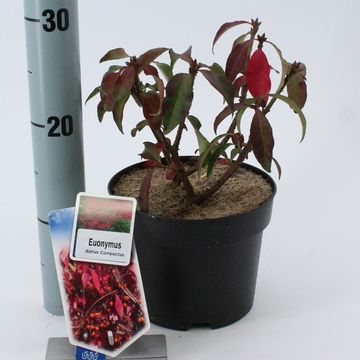 Euonymus alatus 'Compactus'