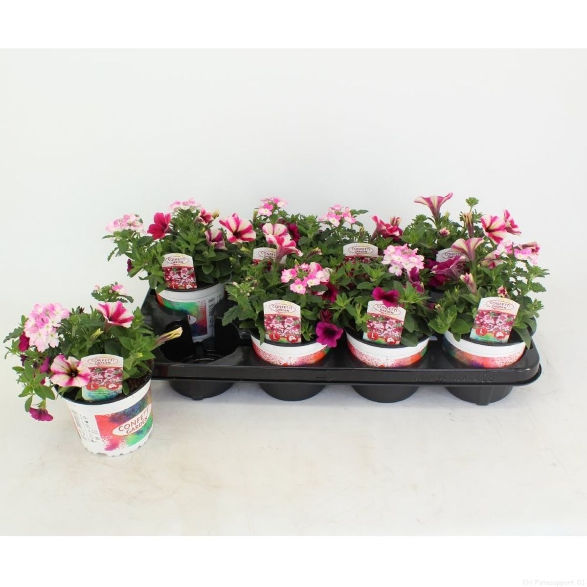 Bedding plants MIX IN POT — Plant Wholesale FlorAccess
