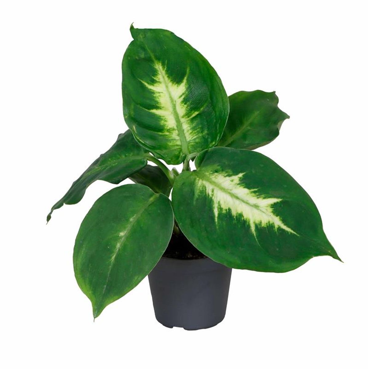 Dieffenbachia Camilla Livraison Plantes 1