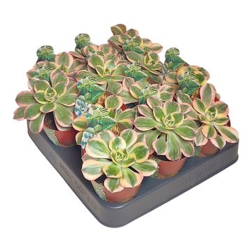 Aeonium arboreum 'Sunburst'