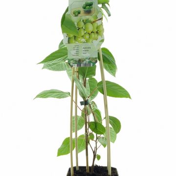 Actinidia arguta 'Issai'