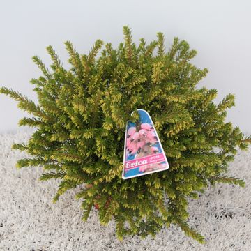 Erica x darleyensis 'Darley Dale'