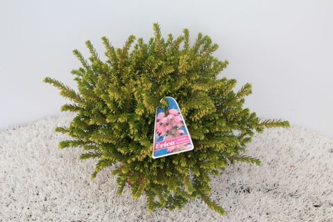 Erica x darleyensis 'Darley Dale'