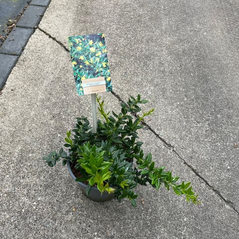 Berberis x frikartii 'Amstelveen'