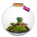 Arreglo  Terrarium