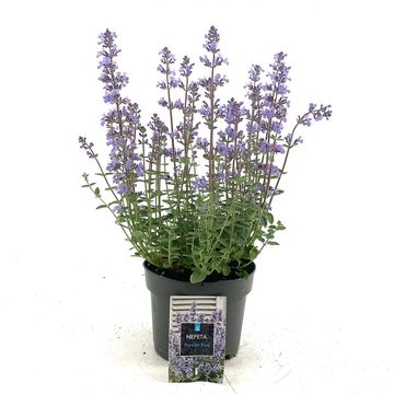 Nepeta PURRSIAN BLUE